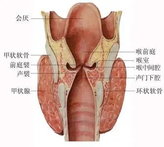 关于喉部体检你知道多少？