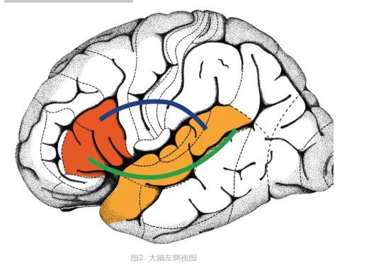 交流｜大脑怎样“学会”语言