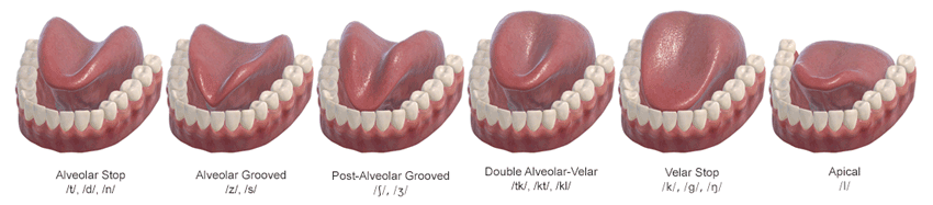 3D-epg-contact-patterns-horizontal.gif